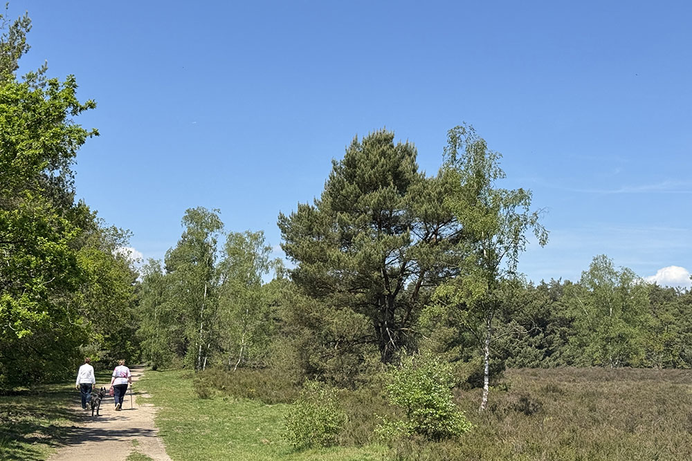 Wandelaars langs de heide en de bossen bij Kroondomein het Loo