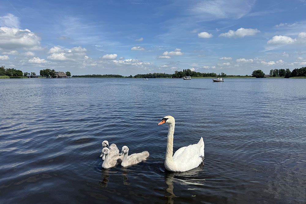 Zwanen op de Bovenwijde
