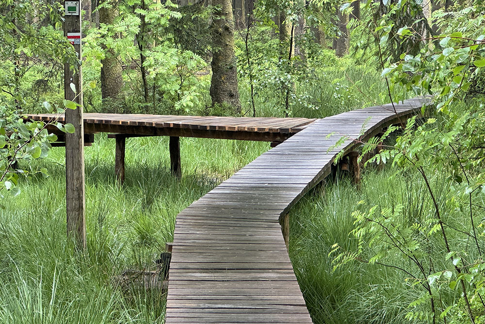 Vlonderpad bij de Hoge Venen in de Belgische Ardennen