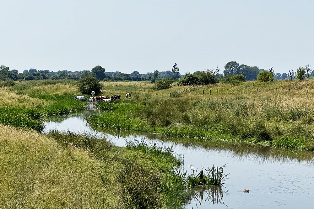 De Niers tussen Milsbeek en Gennep