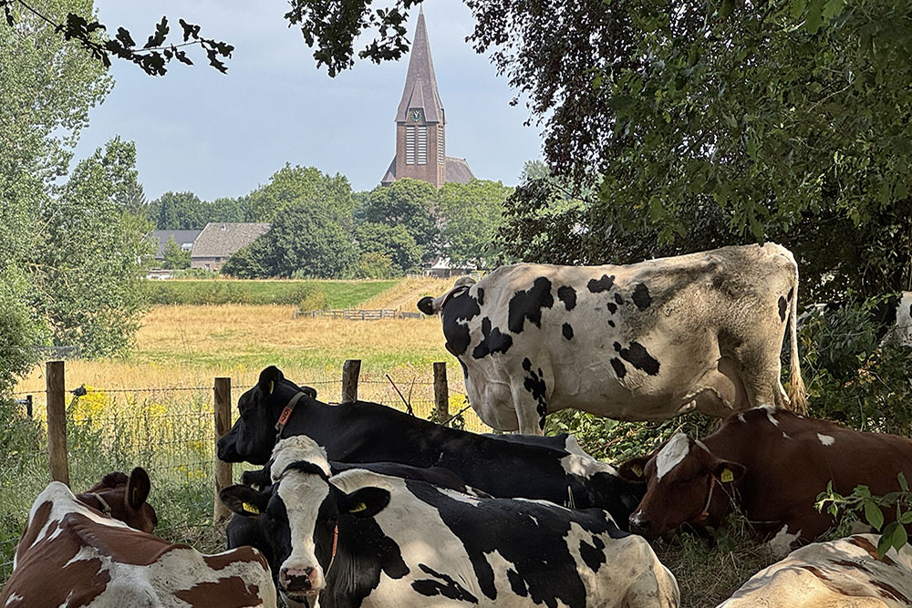 Koeien met uitzicht op Ottersum