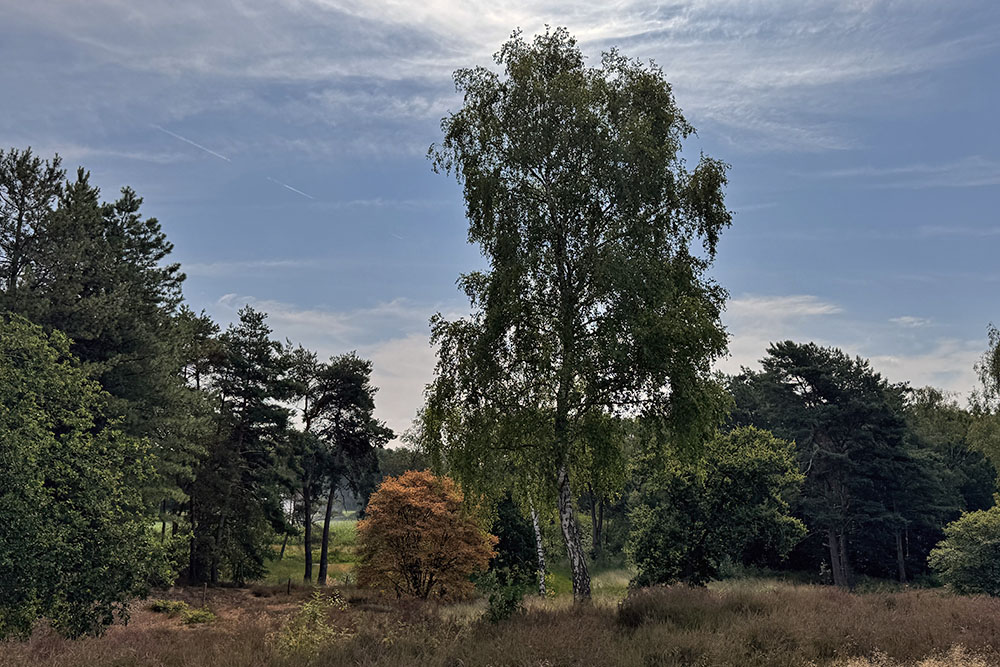 Gennepse heide