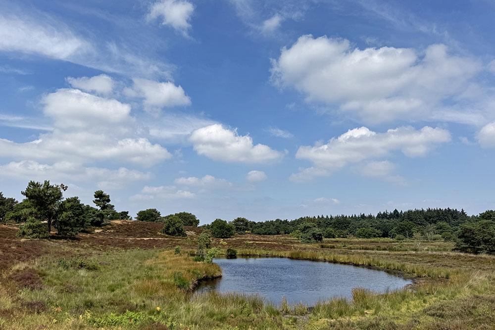 Vennetje in de Maasduinen