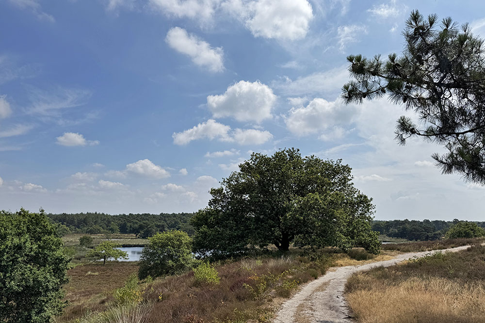 Maasduinen