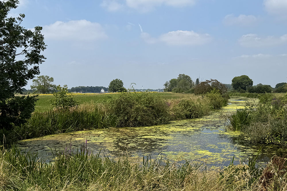 Uitloper van de Maas