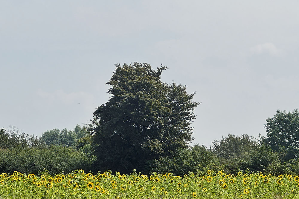 Zonnebloemen aan etappe 19 van het Pieterpad