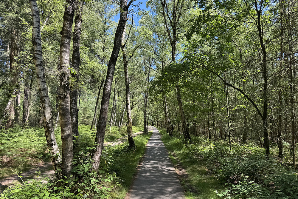 Fietspad door de bossen